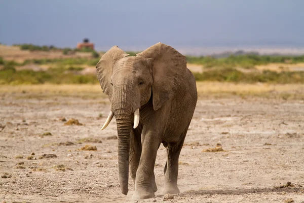 Elefante no Parque Nacional Amboseli — Fotografia de Stock