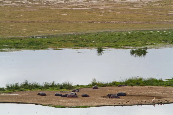 Stado hipopotam w Amboseli National Park — Zdjęcie stockowe