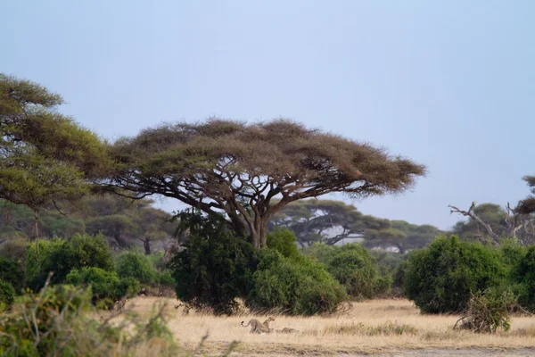 Parque nacional de Amboseli — Fotografia de Stock