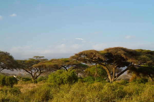 Parque nacional de Amboseli — Fotografia de Stock