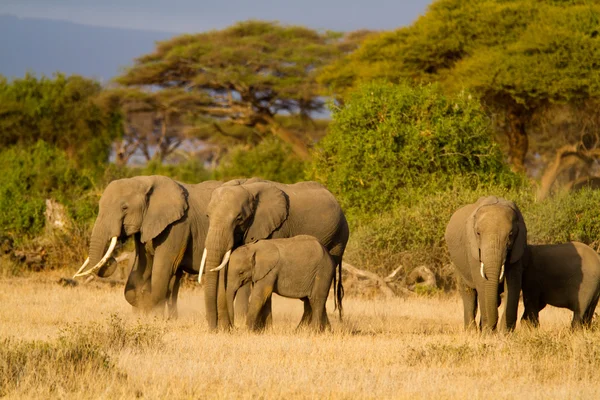 Słonie w Amboseli National Park — Zdjęcie stockowe