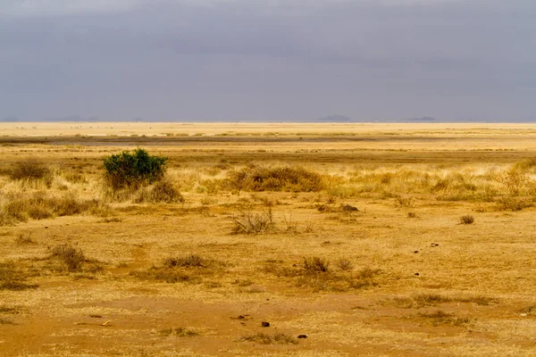Amboselin kansallispuisto — kuvapankkivalokuva