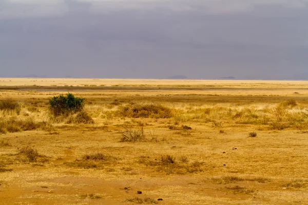 Národní park Amboseli — Stock fotografie