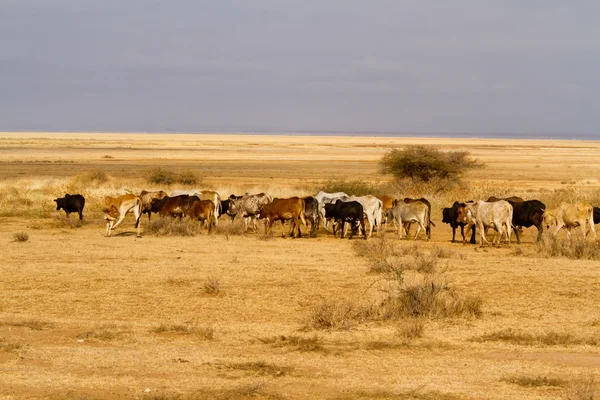 Vaches africaines au parc national d'Amboseli — Photo