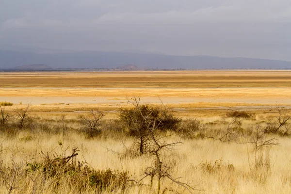 Amboseli-Nationalpark — Stockfoto