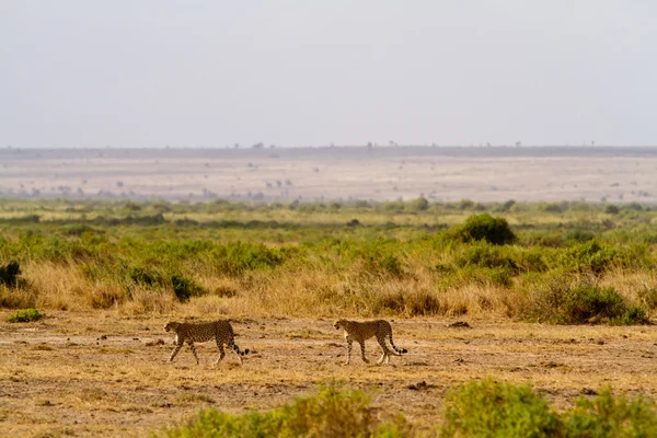 Cheetahs (Rugby) in Amboseli National Park — Stockfoto