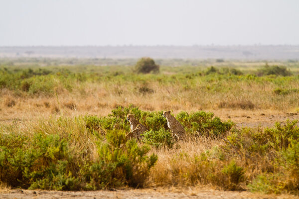 Cheetahs at Amboseli National Park, Rift Valley Province of Kenya.