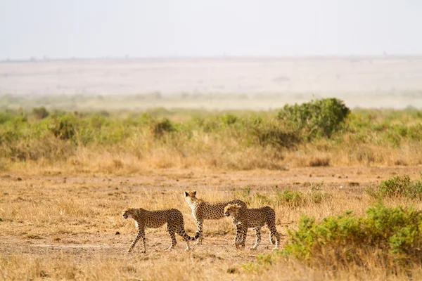 Cheetahs at Amboseli National Park — Stock Photo, Image