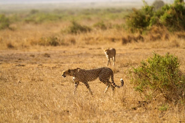 Guepardos en el Parque Nacional Amboseli — Foto de Stock