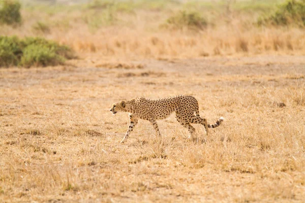 Cheetah no Parque Nacional Amboseli — Fotografia de Stock