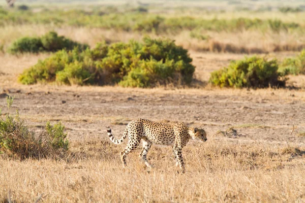 Cheetah Amboseli Ulusal Parkı — Stok fotoğraf