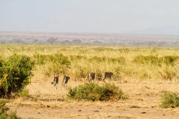 Гепарды в Национальном парке Амбосели — стоковое фото