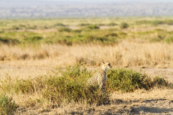 Geparden im amboseli Nationalpark — Stockfoto