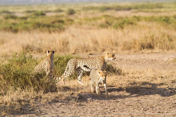 Cheetahs at Amboseli National Park — Stock Photo, Image