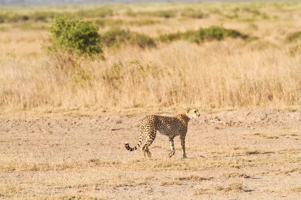 Cheetah en el Parque Nacional Amboseli — Foto de Stock