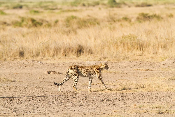 Cheetah Amboseli Ulusal Parkı — Stok fotoğraf