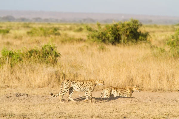 Cheetahs no Parque Nacional Amboseli — Fotografia de Stock