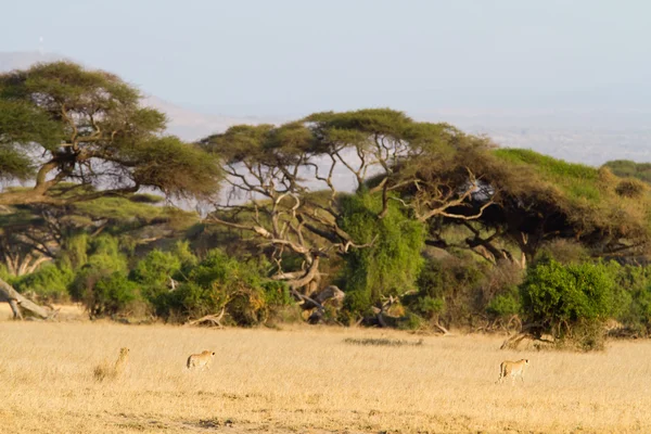 Leonas en el Parque Nacional Amboseli — Foto de Stock