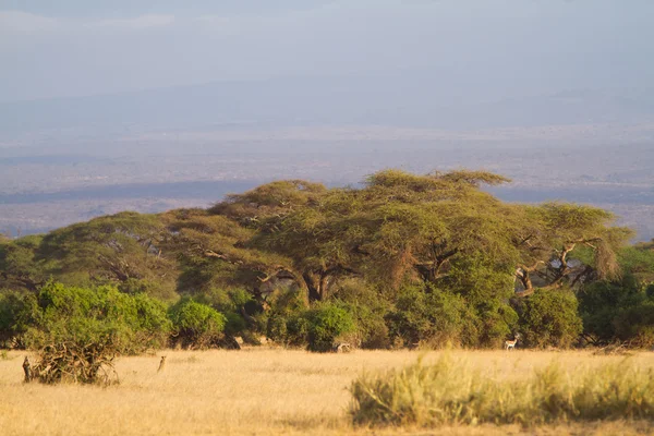 Amboseli nationalpark — Stockfoto