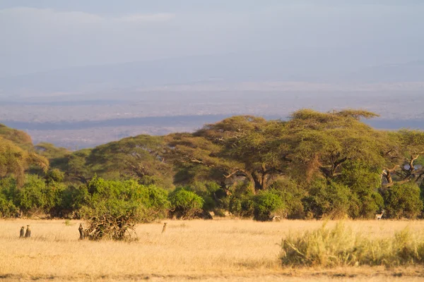 Amboseli nationalpark — Stockfoto