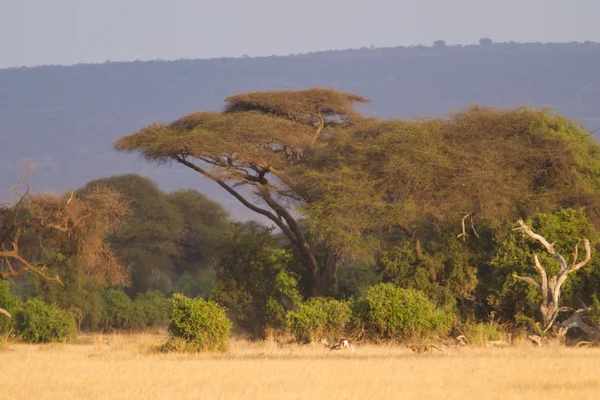 Amboseli National Park — Stock Photo, Image