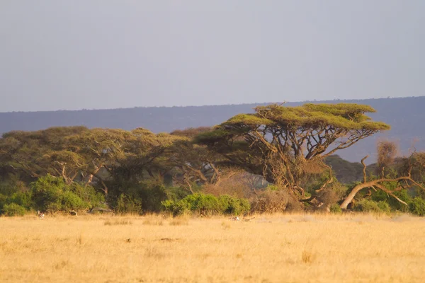 Amboseli nationalpark — Stockfoto