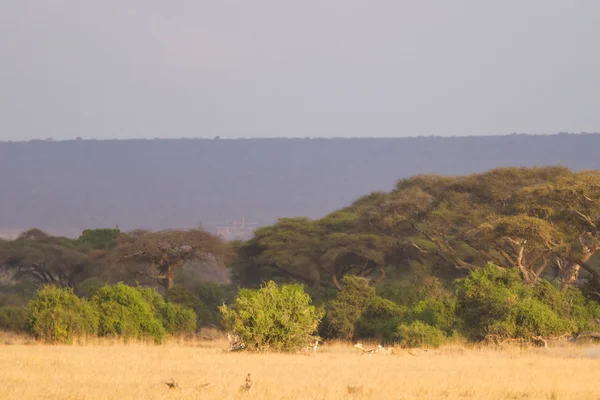 Amboseli Nationaalpark — Stockfoto