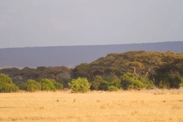 Parque Nacional Amboseli — Foto de Stock