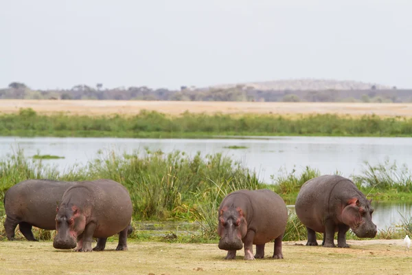 Manada de hipopótamos en el Parque Nacional Amboseli — Foto de Stock