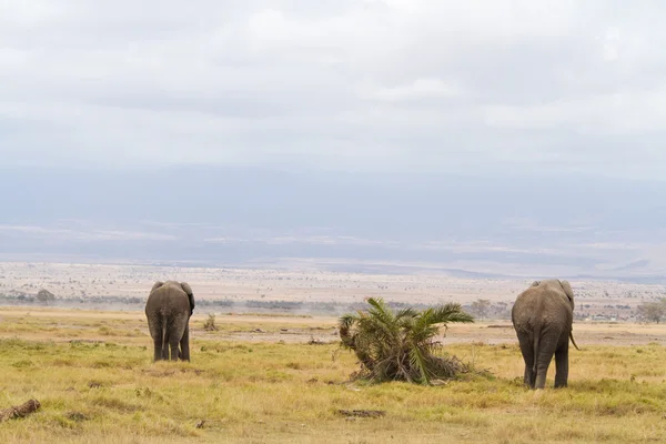 Elefantes no Parque Nacional Amboseli — Fotografia de Stock