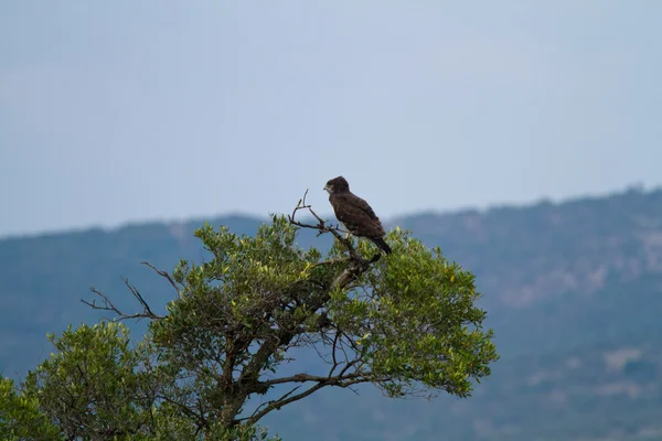 Vogel in Masai Mara National Reserve — Stockfoto