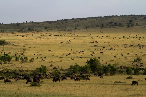 Hjordar av gnuer och Zebra — Stockfoto