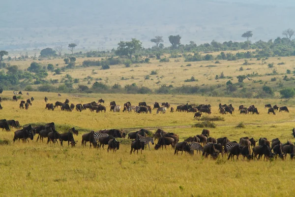 Rebanho de gnus e zebra — Fotografia de Stock