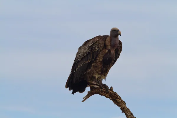 Eagle in Masai Mara National Reserve — Stockfoto