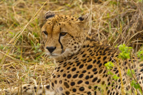 Cheetah na Reserva Nacional Masai Mara — Fotografia de Stock