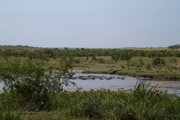 Nilpferd im Marra-Fluss — Stockfoto
