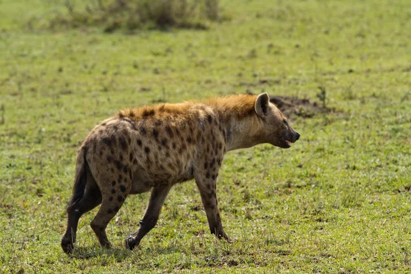 Hienas na Reserva Nacional Maasai Mara — Fotografia de Stock