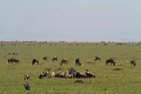 El ñus pastando en la Reserva Nacional Maasai Mara — Foto de Stock