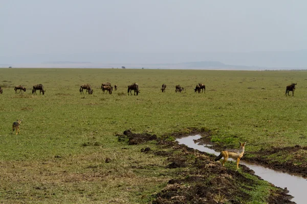 Pâturage de gnous dans la réserve nationale Maasai Mara — Photo