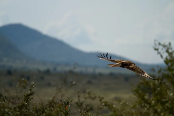 Masai Mara Ulusal rezerv, yabani kuş — Stok fotoğraf