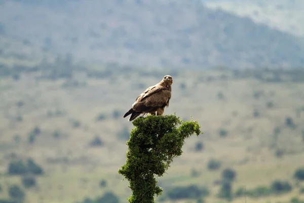 Wilde vogels in Masai Mara National Reserve — Stockfoto