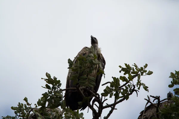 Pássaro selvagem na Reserva Nacional Masai Mara — Fotografia de Stock