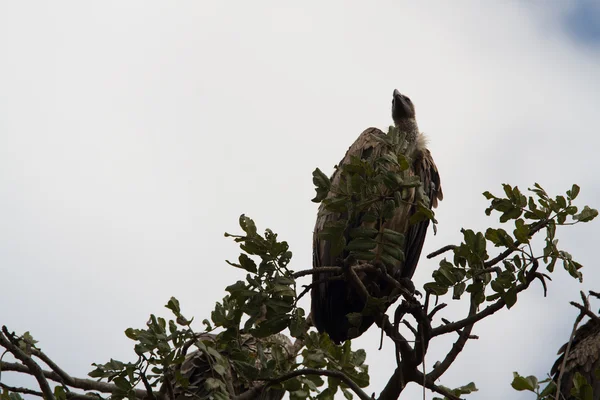 Masai Mara Ulusal rezerv, yabani kuş — Stok fotoğraf