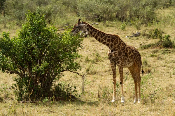 Girafe marchant dans la réserve nationale du Masai Mara — Photo