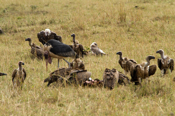Marabou and vultures at the Masai Mara National Reserve