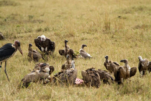 Marabou et vautours à la réserve nationale du Masai Mara — Photo