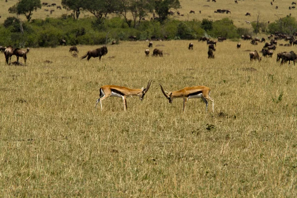 Antílopes en la Reserva Nacional Masai Mara —  Fotos de Stock