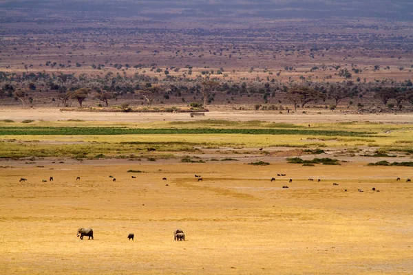 Elefantes no Parque Nacional Amboseli Imagem De Stock