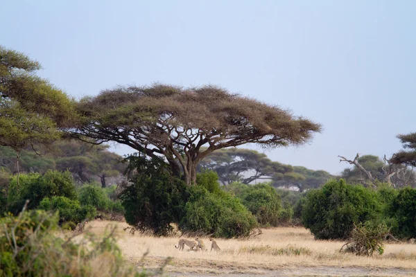 Parque nacional de Amboseli Imagem De Stock