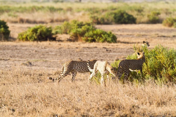 Cheetahs no Parque Nacional Amboseli Imagens Royalty-Free